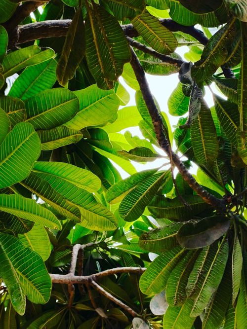 Free A vibrant canopy of tropical palm leaves viewed from below, creating a lush green effect. Stock Photo