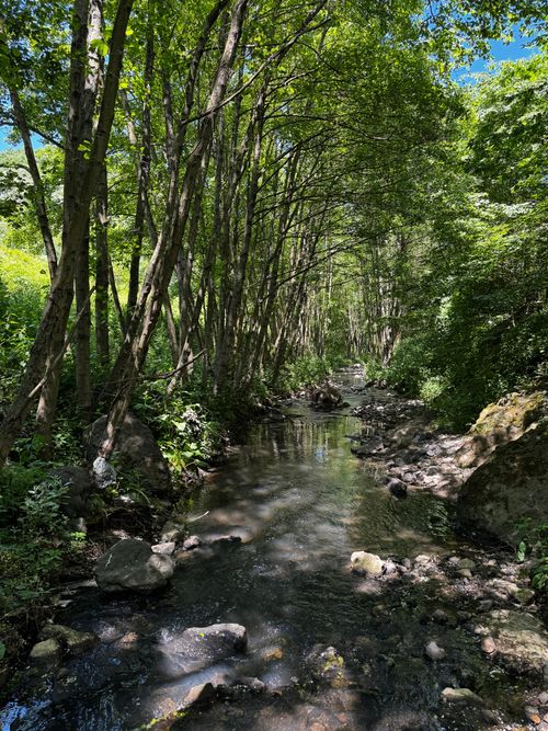 Free Serene forest stream with lush greenery and sunlight filtering through. Perfect nature escape. Stock Photo