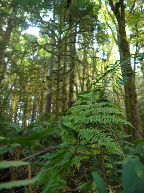 Foto profissional grátis de ecológico, floresta, floresta densa