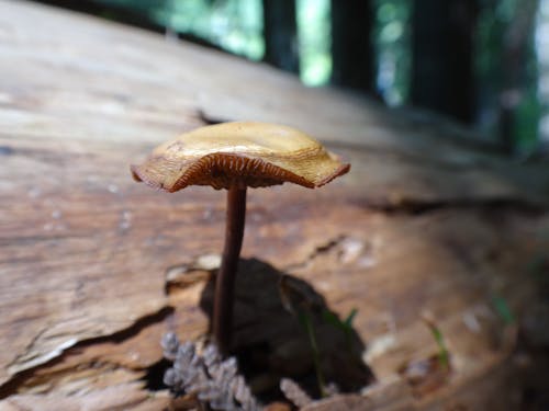 Foto profissional grátis de cogumelo, cogumelo selvagem, decomposição