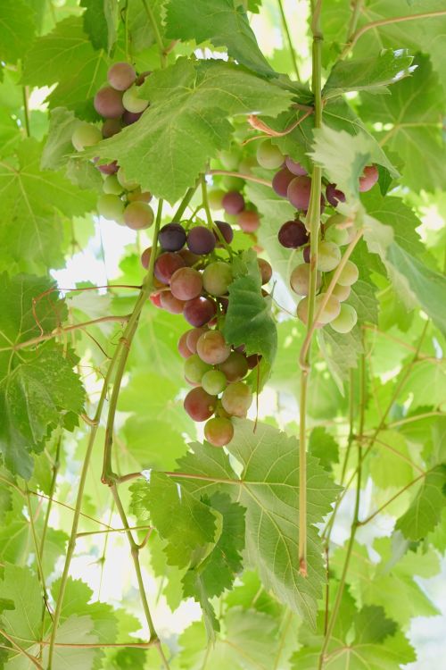 Free Clusters of ripe grapes hanging in a sun-drenched vineyard setting. Stock Photo