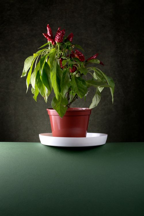 Free A lush red chili pepper plant potted and placed on a green surface under studio lighting. Stock Photo