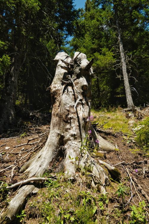 Free A weathered tree trunk amidst lush greenery in a Lombardian forest, Italy. Stock Photo