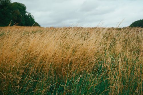 Free Expansive field of golden grasses swaying gently under a cloudy sky, embodying serene beauty of nature. Stock Photo