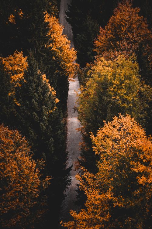 Free Stunning aerial photograph of a woodland path surrounded by vibrant fall foliage in Gmunden, Austria. Stock Photo