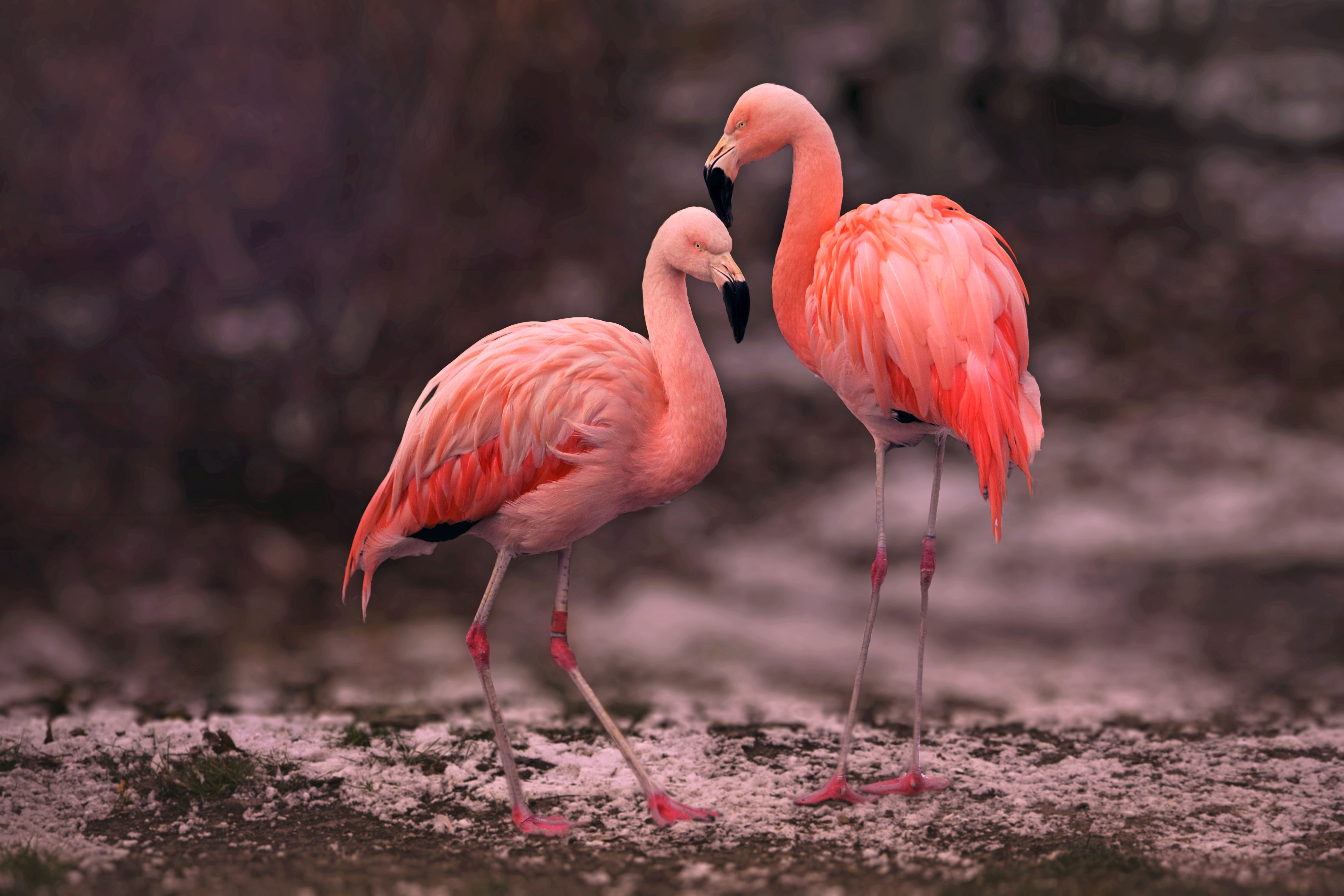 Pink Flamingos on Brown Soil