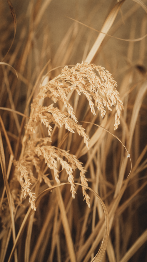 Free Close-up view of golden grain stalks in a rustic, windy setting. Stock Photo