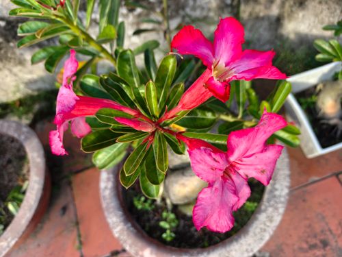 Free stock photo of adenium, macroons, s pring st Stock Photo