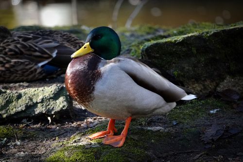 Free Close-up of a colorful mallard duck standing outdoors in Bad Wildbad, capturing its vibrant plumage. Stock Photo