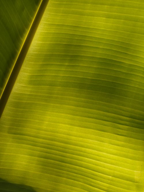 Free Detailed texture of a vibrant green banana leaf in sunlight. Stock Photo