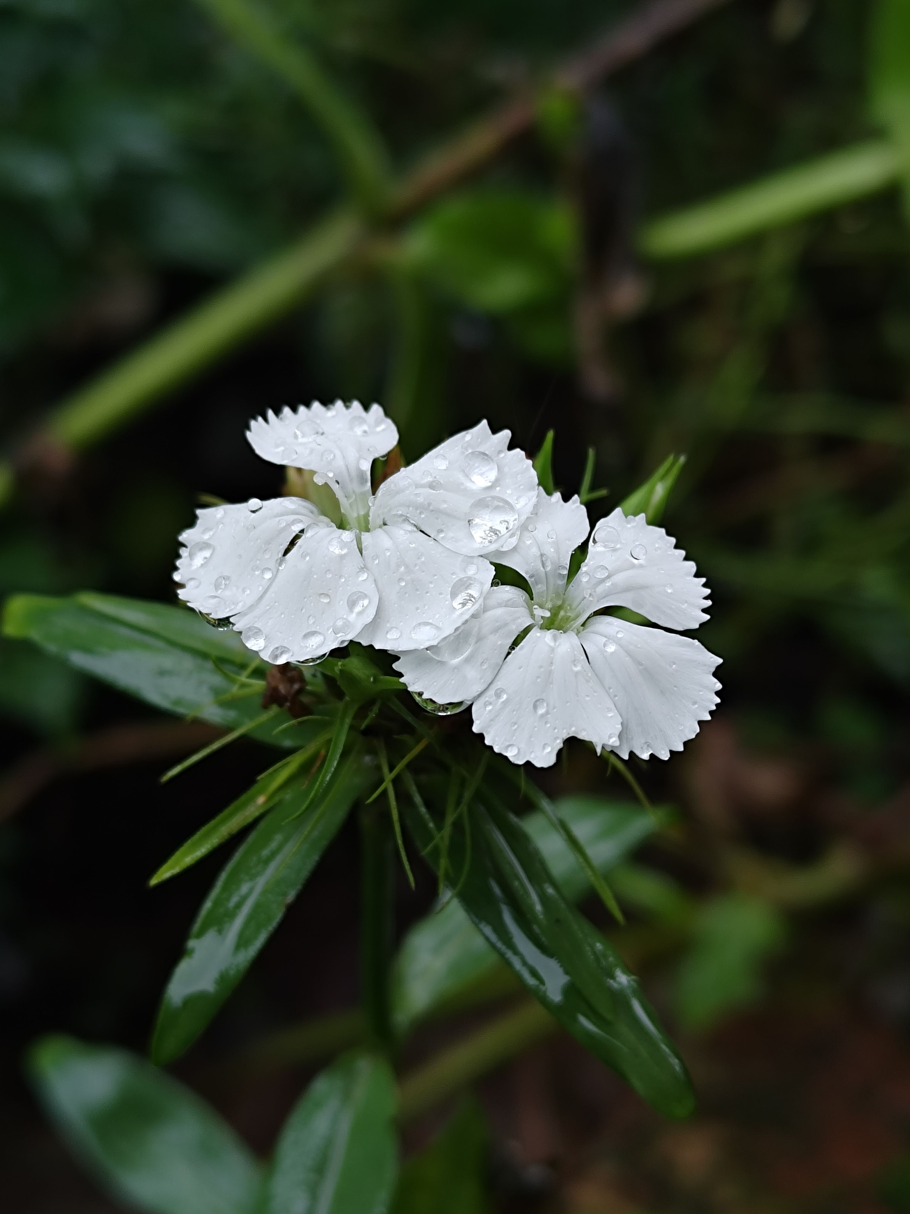 [ColoSach]-beautiful-close-up-of-white-dianthus-flowers-covered-in-dewdrops,-highlighting-natural-beauty-and-freshness.