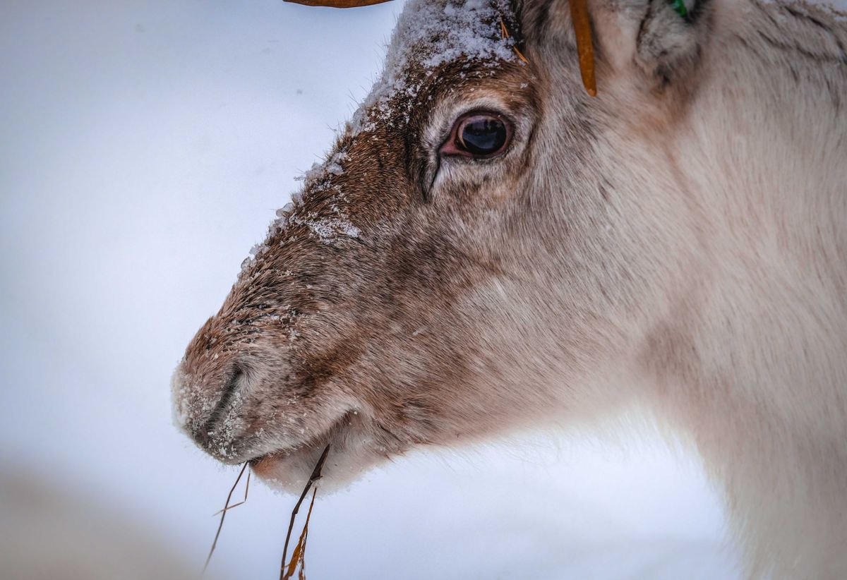 Side view of furry reindeer eating dry grass on snowy meadow in winter