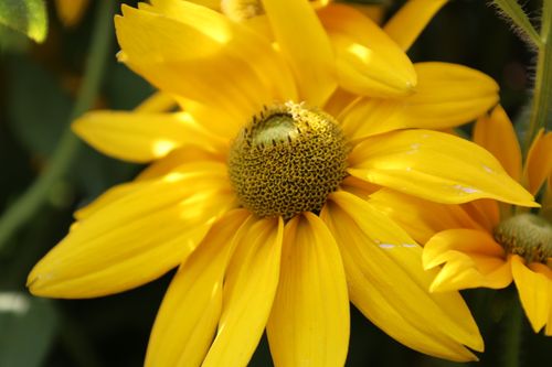 Free Close-up of a vibrant yellow daisy showcasing its details in natural sunlight. Stock Photo