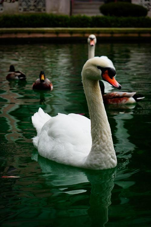 Free Close-up of a graceful swan with ducks in a tranquil pond, serene scene. Stock Photo