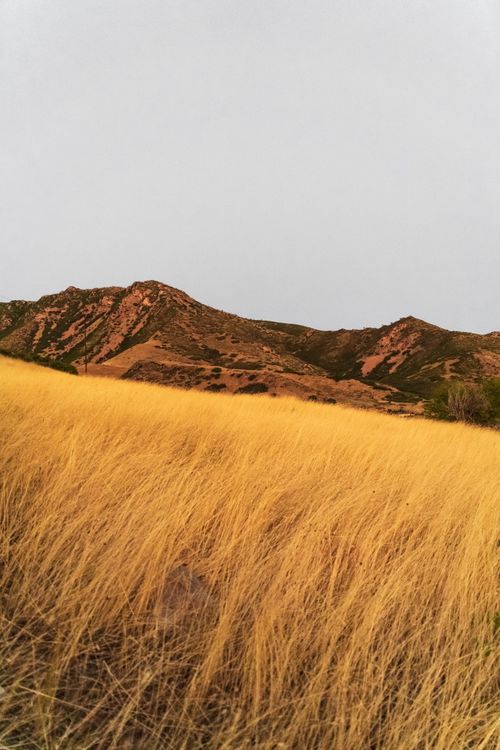 Free A stunning landscape of golden grass leading to scenic mountains in Salt Lake City, Utah. Stock Photo