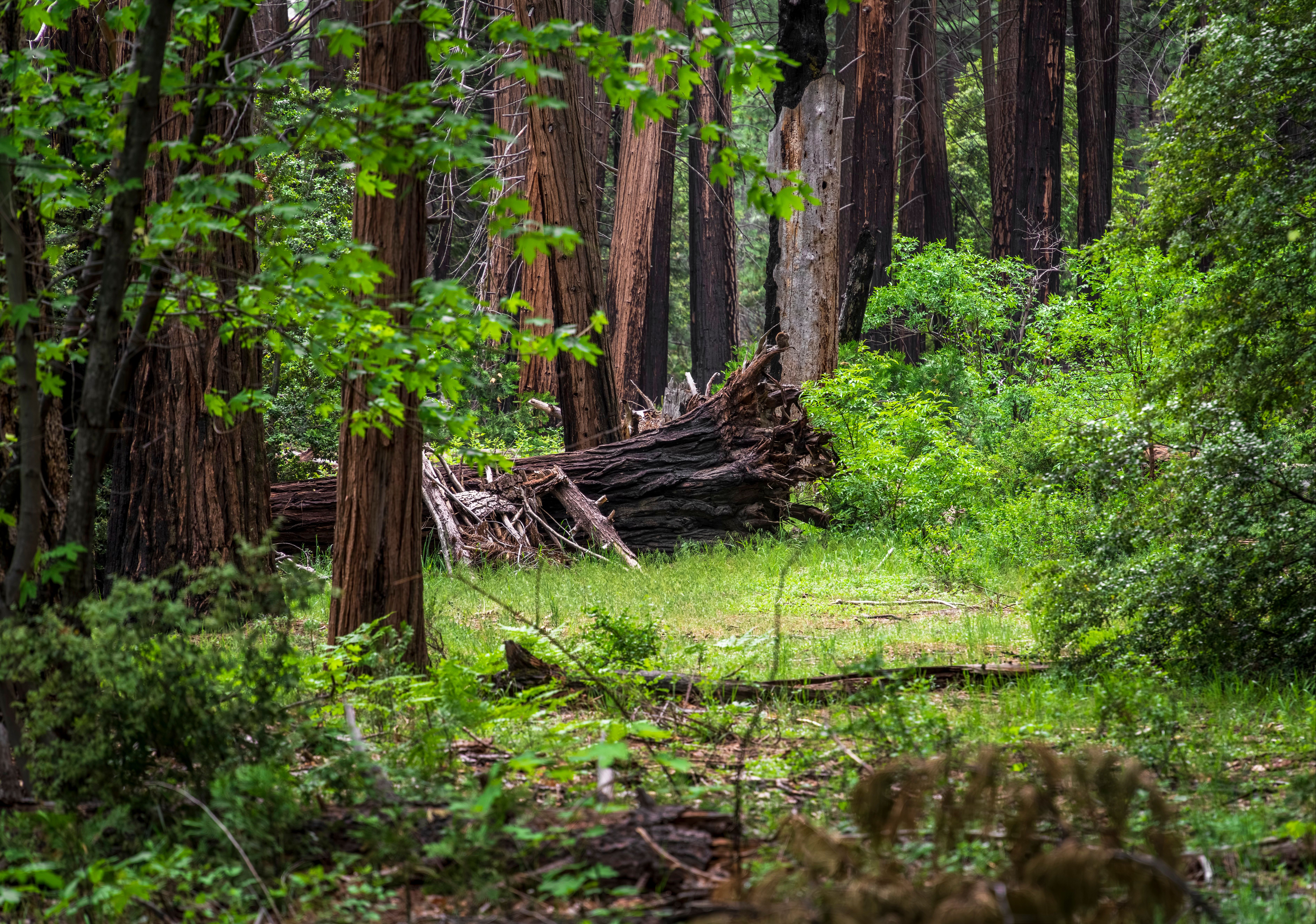 Why Translocation Often Fails Without Social Groups