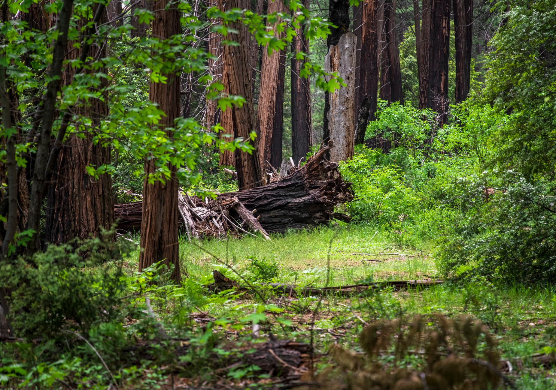Armstrong Redwoods State Natural Reserve