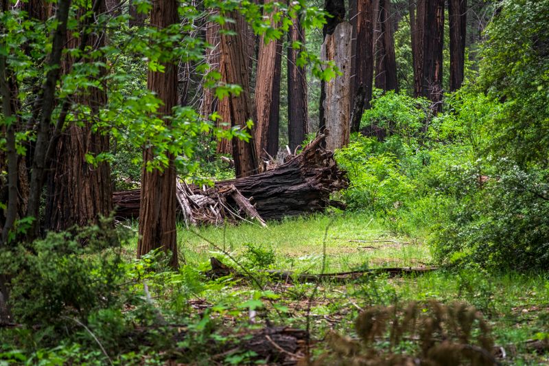 Explore the lush greenery of a tranquil redwood forest in California.