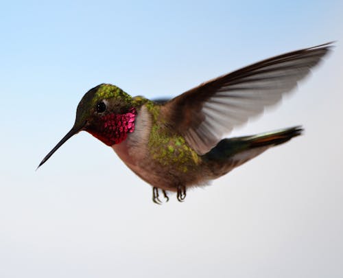 Photo Of A Hummingbird