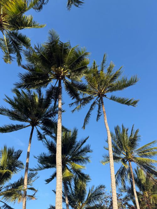 Free Tall palm trees reach into the clear blue sky, captured in a tropical setting near Cairns, Australia. Stock Photo