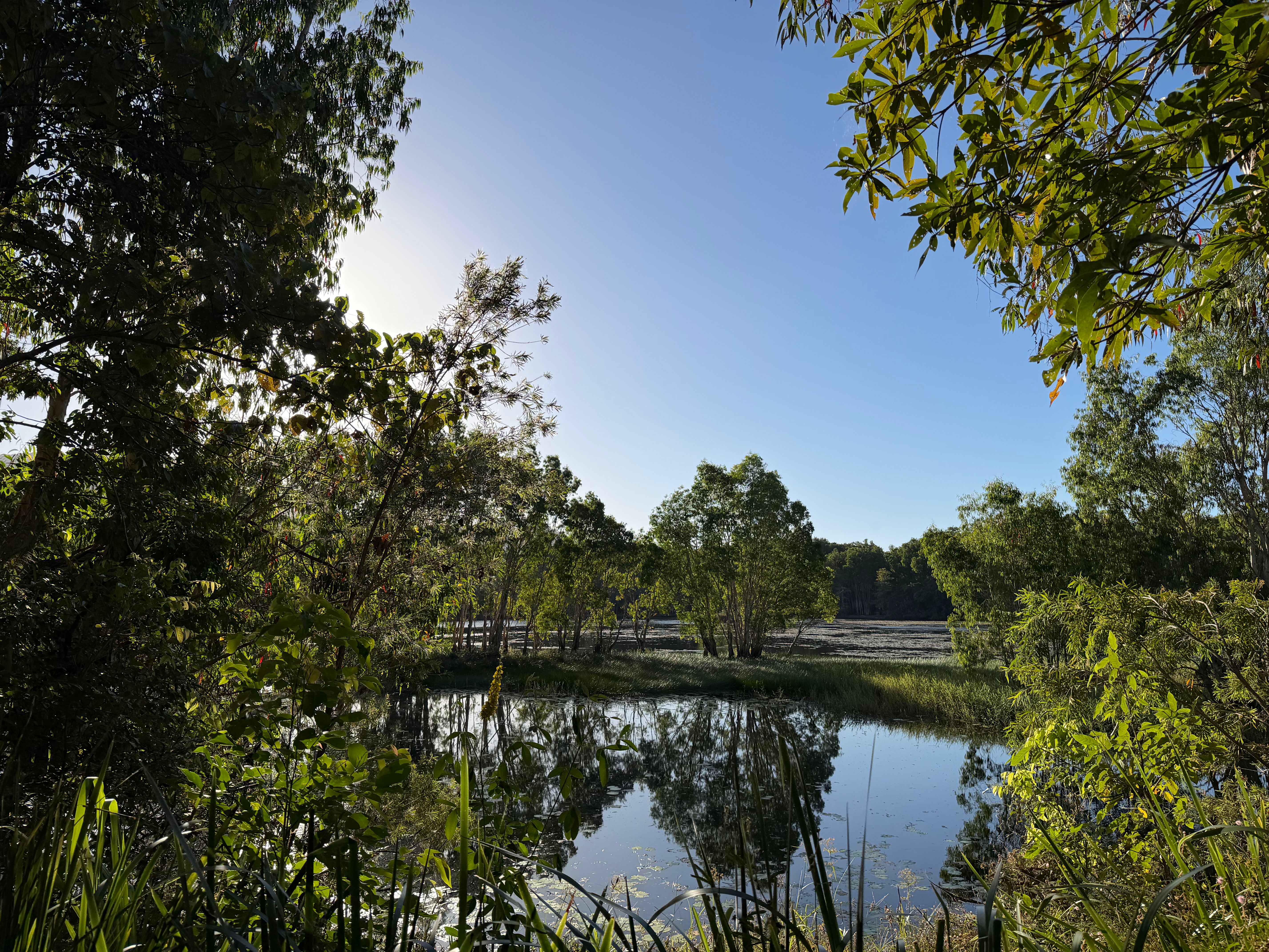 Serene view of a tranquil lagoon surrounded by lush green trees under a clear blue sky in Australia.
