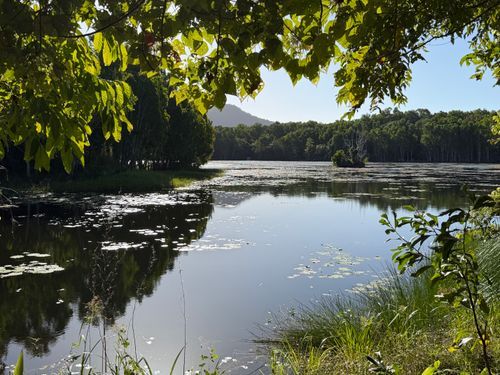 Free A tranquil wetland scene with lush greenery under a clear blue sky, perfect for nature lovers. Stock Photo