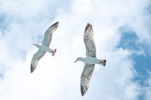 Free Two seagulls glide gracefully through a bright, cloudy sky. Stock Photo