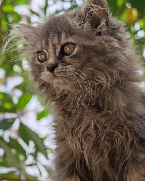 Free Adorable fluffy Persian kitten with large eyes, surrounded by lush greenery. Stock Photo