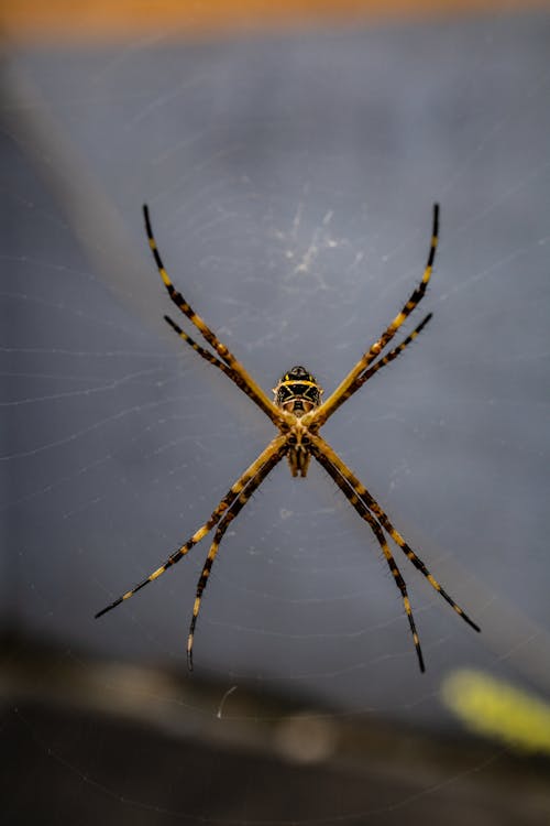 Close-up Shot Of Spider