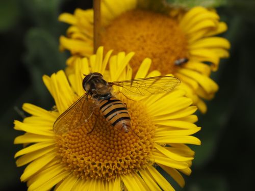 Free Detailed view of a hoverfly resting on a vibrant yellow daisy flower. Stock Photo