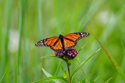 Free Vibrant monarch butterfly perched on a milkweed blossom in a lush green field. Stock Photo