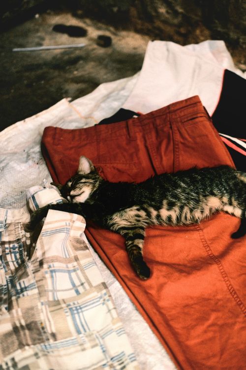 Free A cat peacefully sleeping on colorful clothes in a Fes market. Stock Photo