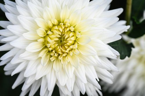 Free Detailed close-up of a vibrant white dahlia flower in full bloom. Perfect for nature and floral photography enthusiasts. Stock Photo