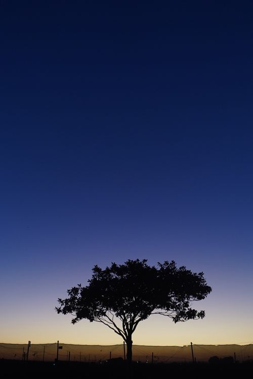 Free A lonely tree silhouette against a vibrant sunset sky in Oxnard, California. Stock Photo