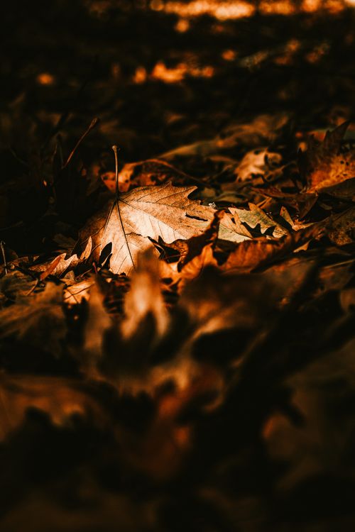 Free Dried autumn leaves on the ground with warm lighting in Türkiye Stock Photo