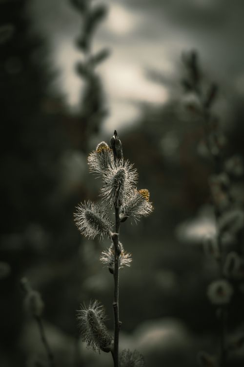 Free Artistic moody photo of willow catkins capturing the essence of Turkish spring. Stock Photo