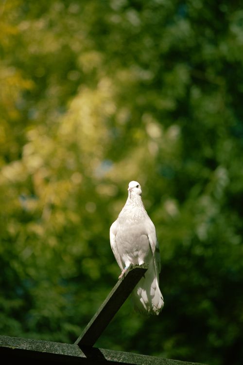 Free A serene white dove rests on a wooden perch amidst vibrant green foliage, symbolizing peace. Stock Photo