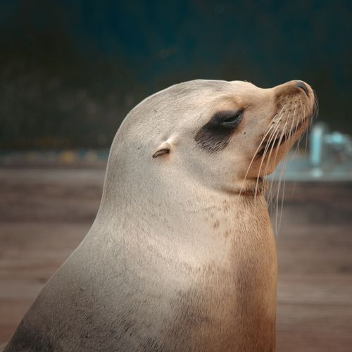 Free Profile view of a California Sea Lion with a neutral background emphasizing its unique features. Stock Photo
