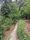 forest trail