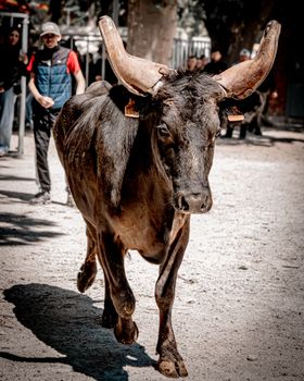A majestic black bull with large horns walking outdoors, showcasing strength and grace.