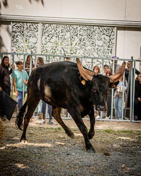 An energetic bull charges forward as a crowd watches from behind a fence at an outdoor event.