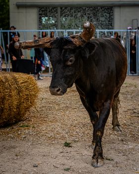 A powerful bull with distinctive horns walking confidently at an outdoor event with spectators.