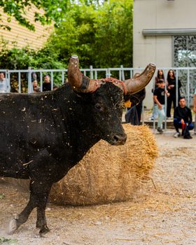 Powerful bull standing by a bale outdoors with onlookers in the background.