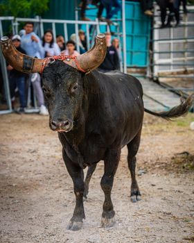 A strong bull with decorated horns stands in an outdoor enclosure during a public event.