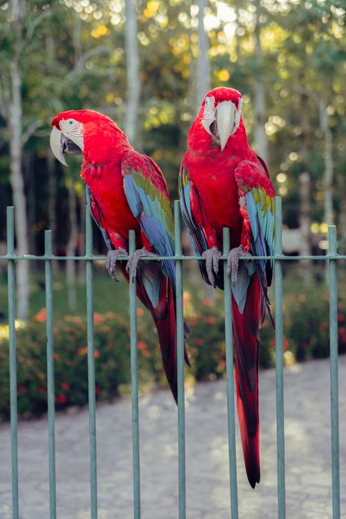 Free Two stunning Scarlet Macaws perched on a fence in a lush tropical setting. Stock Photo