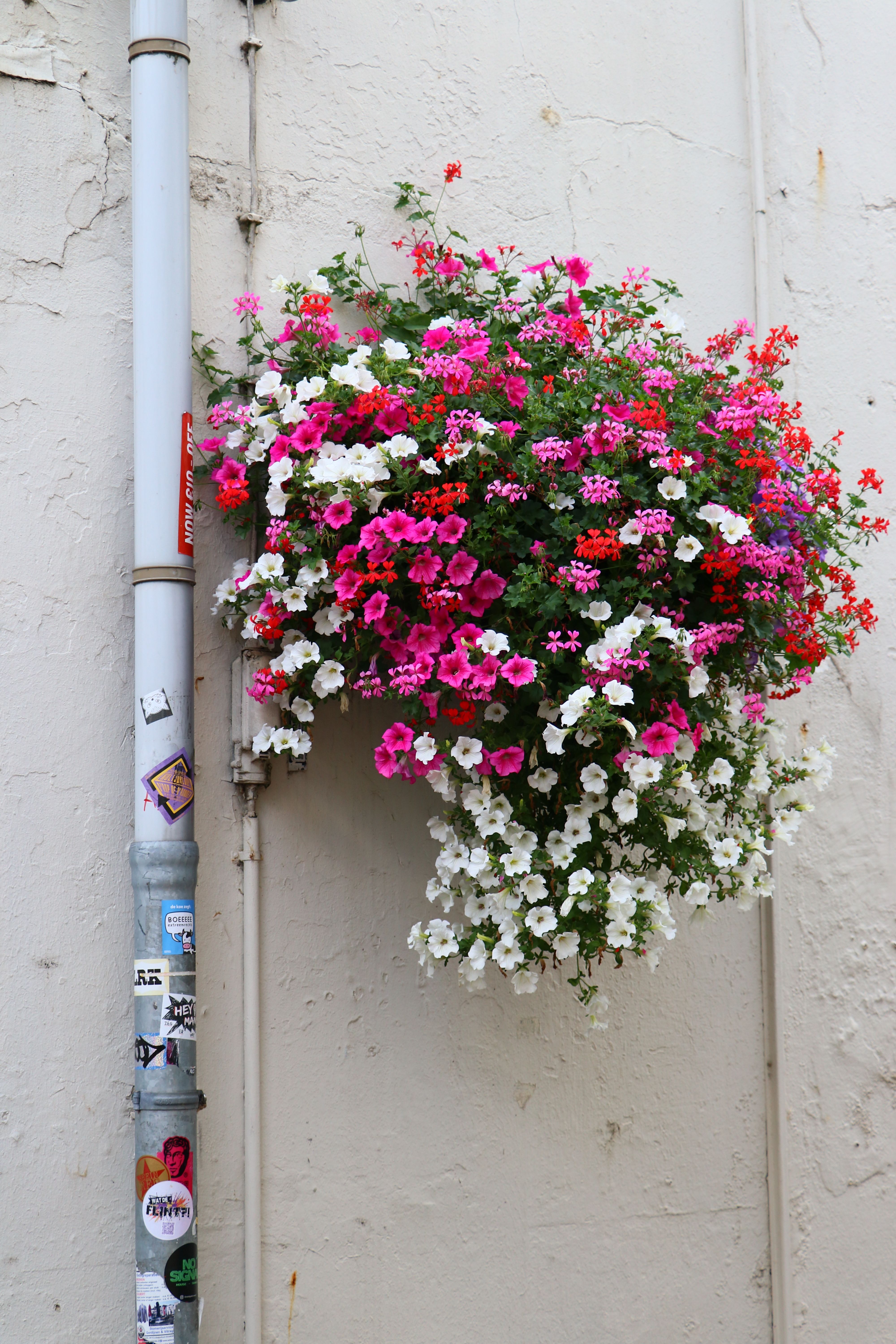 [ColoSach]-colorful-flowers-in-a-hanging-basket-on-a-textured-wall-in-an-urban-setting.