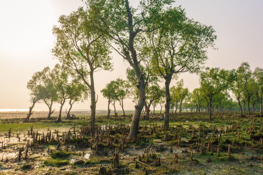Peaceful morning view of a verdant mangrove forest in Bangladesh, showcasing natural beauty.