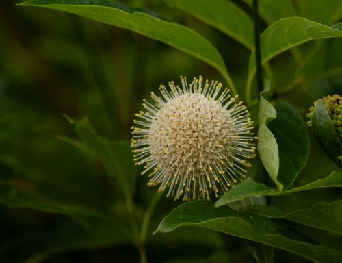 Free Detailed macro shot of a buttonbush flower in lush green foliage in a marsh area. Stock Photo