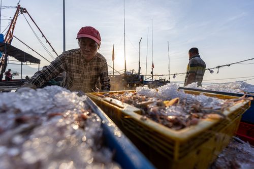 Free Fishermen transfer fresh iced seafood onto a boat at sunrise, capturing the essence of early morning maritime trade. Stock Photo