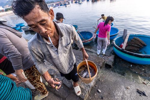 Free Fisherman at a dockside managing freshly caught seafood, with traditional fishing boats in the background. Stock Photo
